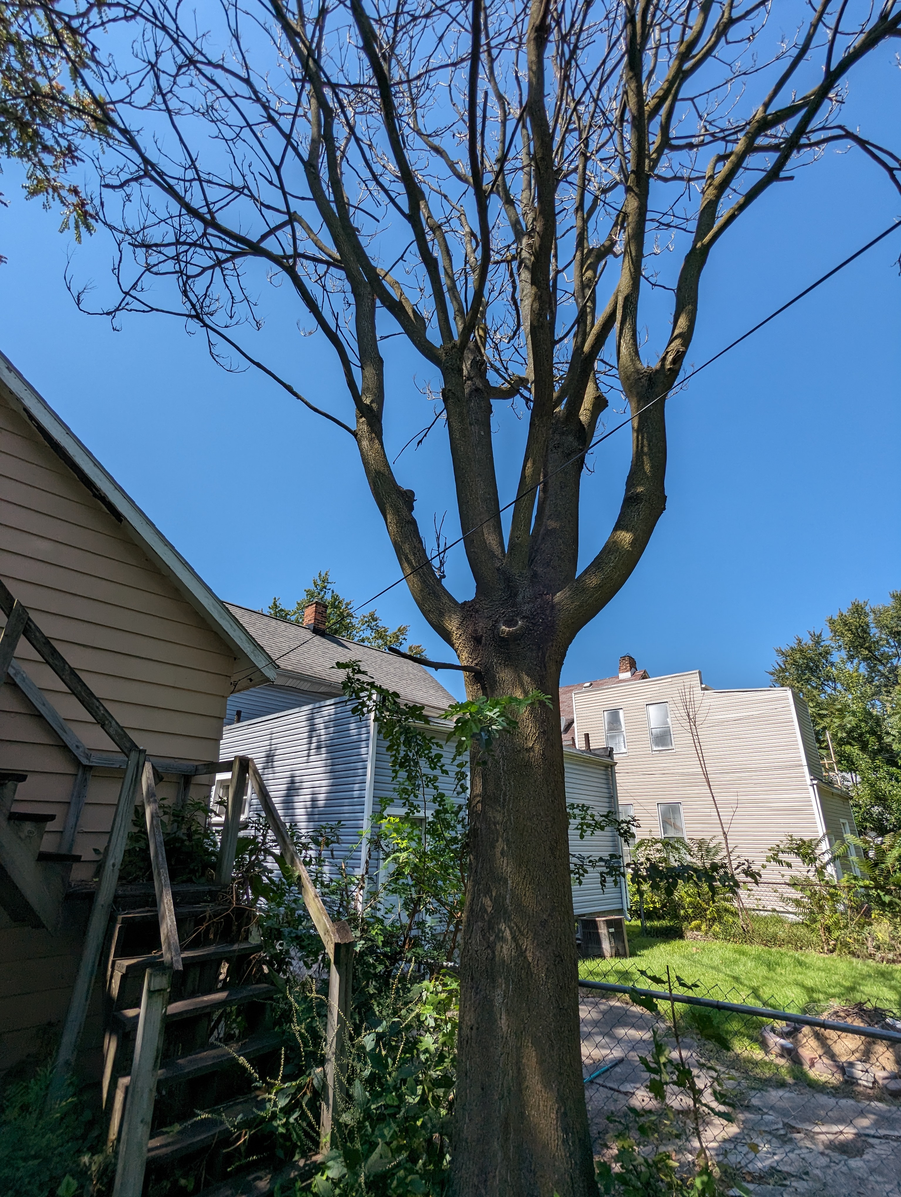 Large, dead ToH near a house.